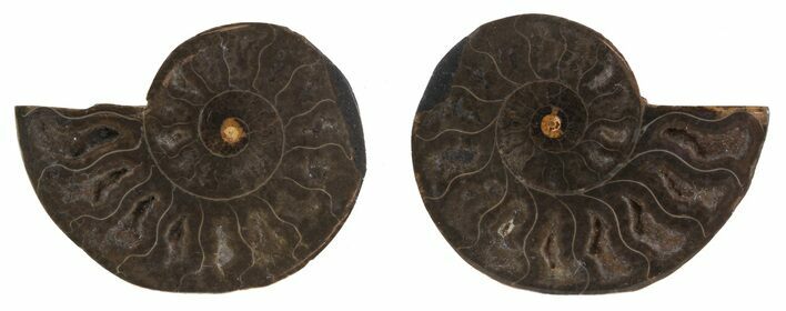 Split Black/Orange Ammonite Pair - Unusual Coloration #55561